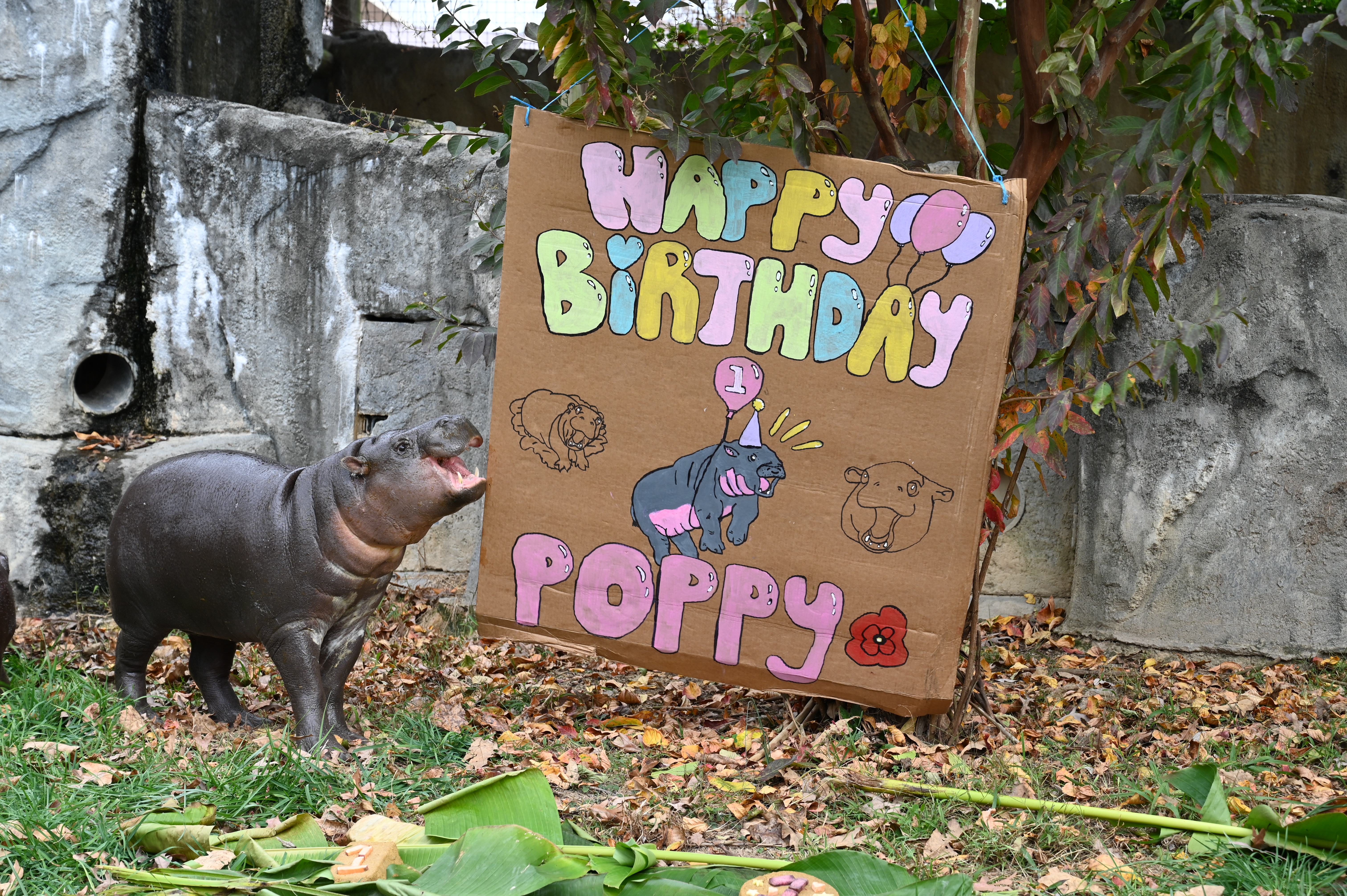 Poppy Birthday 6.JPG