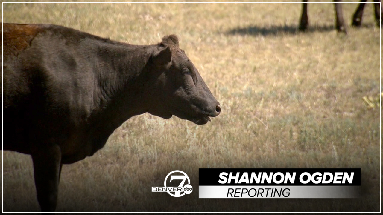 shannon cattle thumbnail.jpg