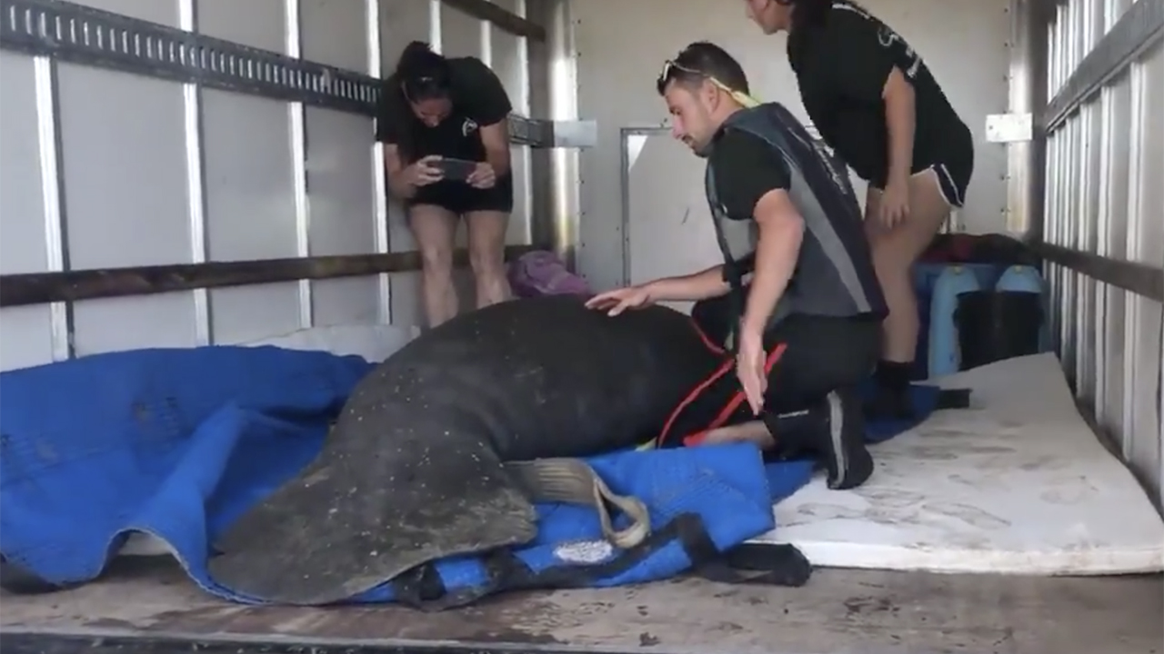 WPTV-BOYNTON-BEACH-INJURED-MANATEE-RESCUED.jpg