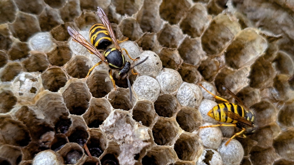 Wasps