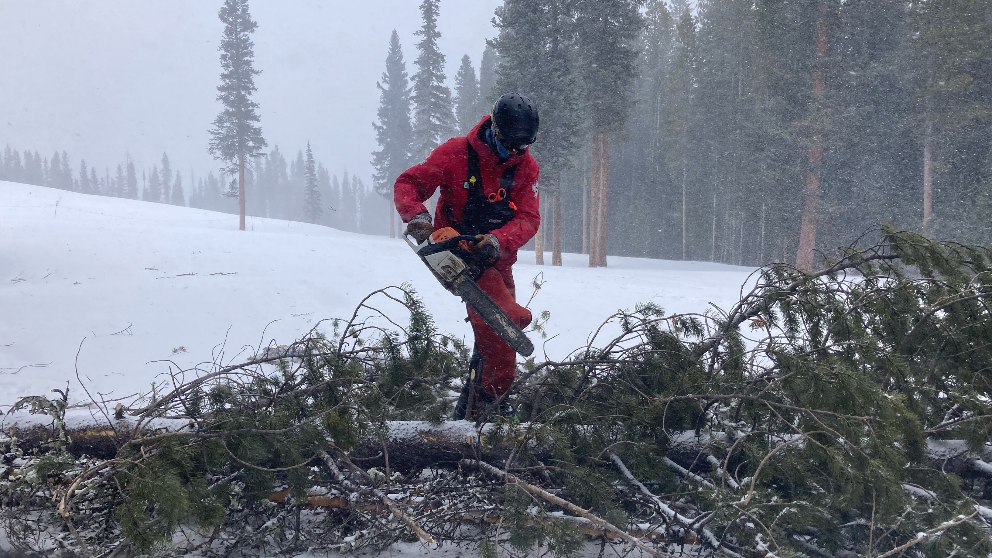 Winter Park tree removal