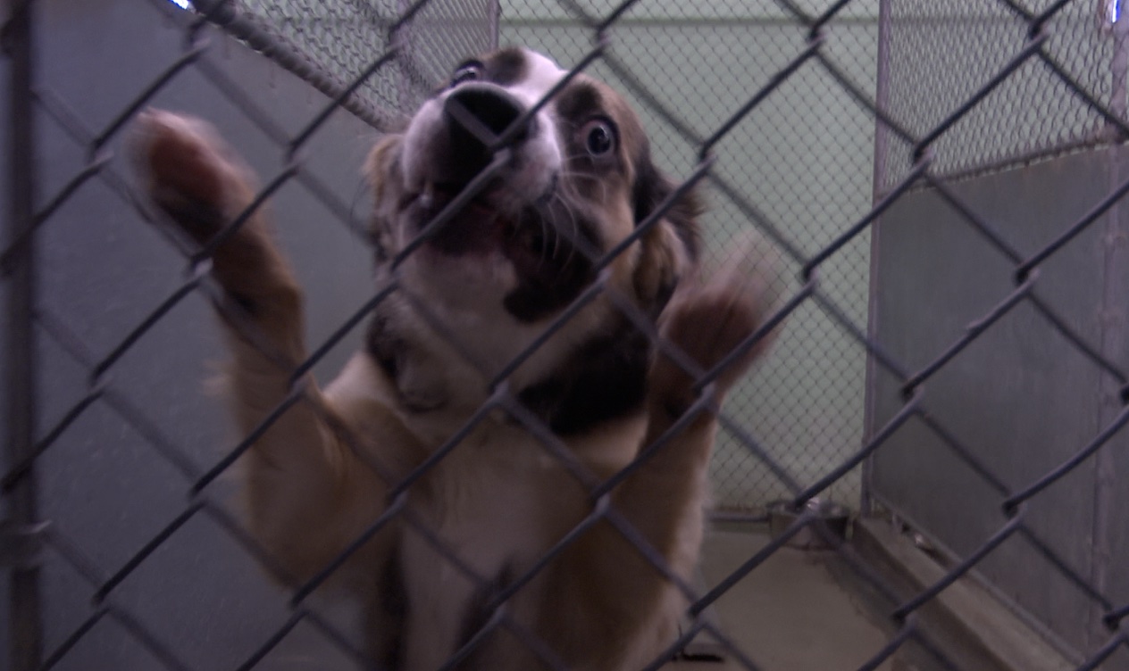 animal control butte.jpg