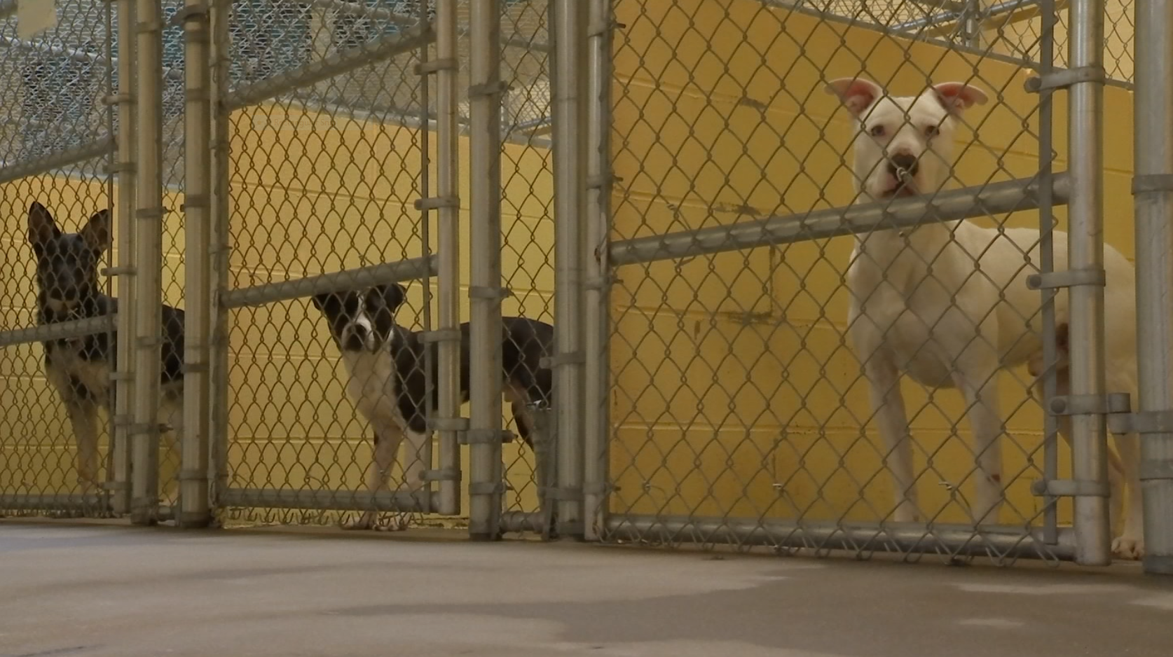 clark county animal shelter.PNG