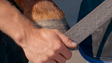 Montana State's Farrier School leads to lifelong careers working with horses - Vimarsana News