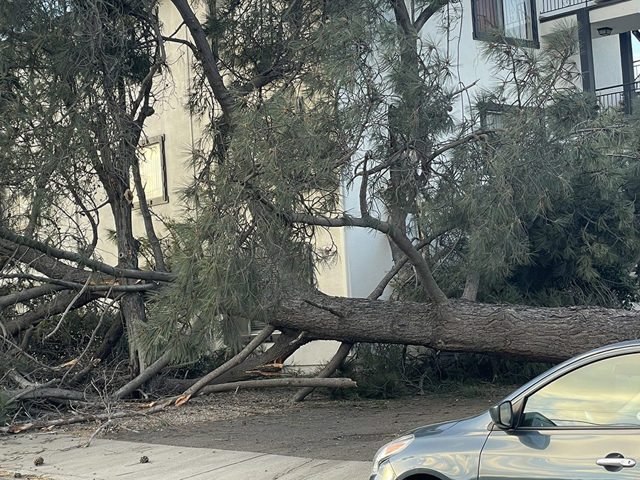 bay_park_tree_down_am_022223.jpg