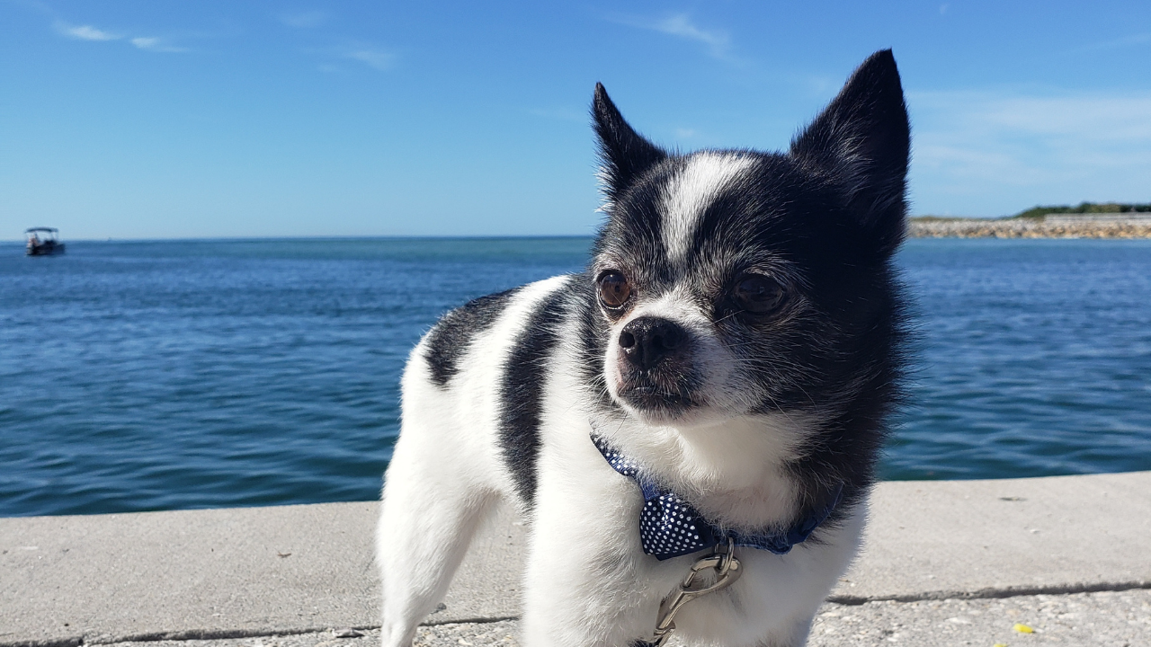 Tullys Tails Levi.png