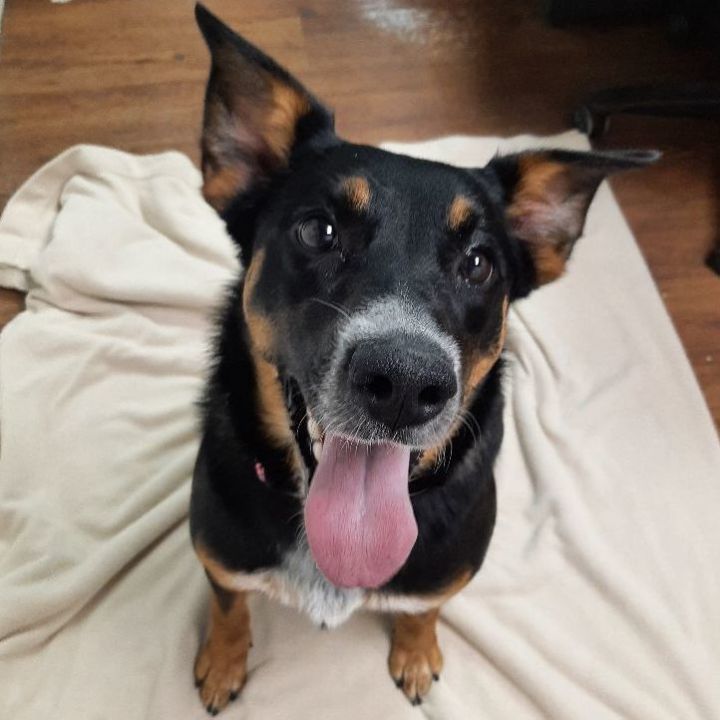 Pet Adoption Tuesday: Meet Stephanie!