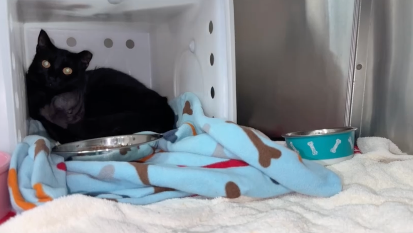 Multiple cats shot in Palm Beach County; reward offered