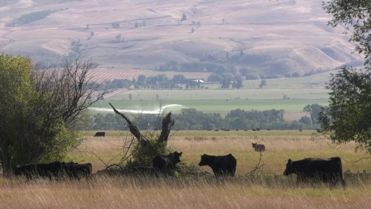 cows paradise valley.jpg