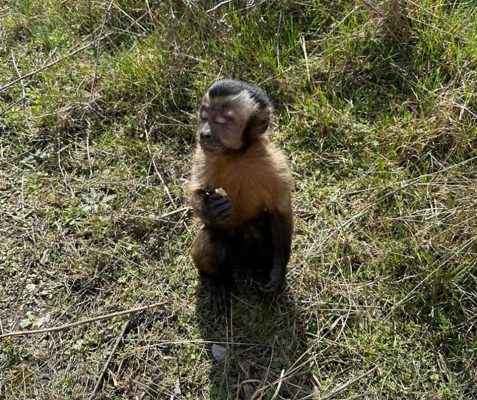 max the monkey.jpg