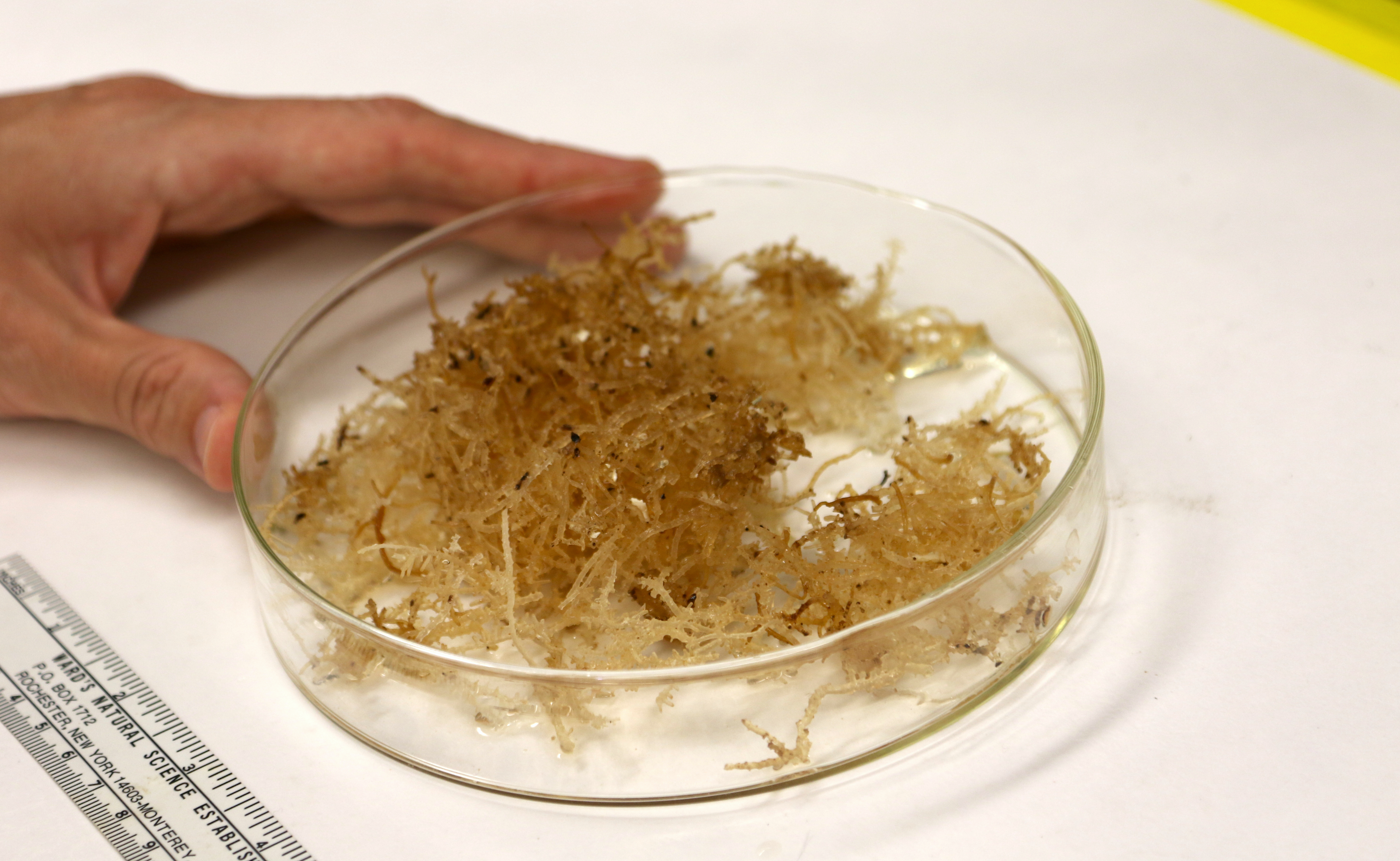 University of Hawaii at Manoa Interim Associate Dean and Professor Alison Sherwood