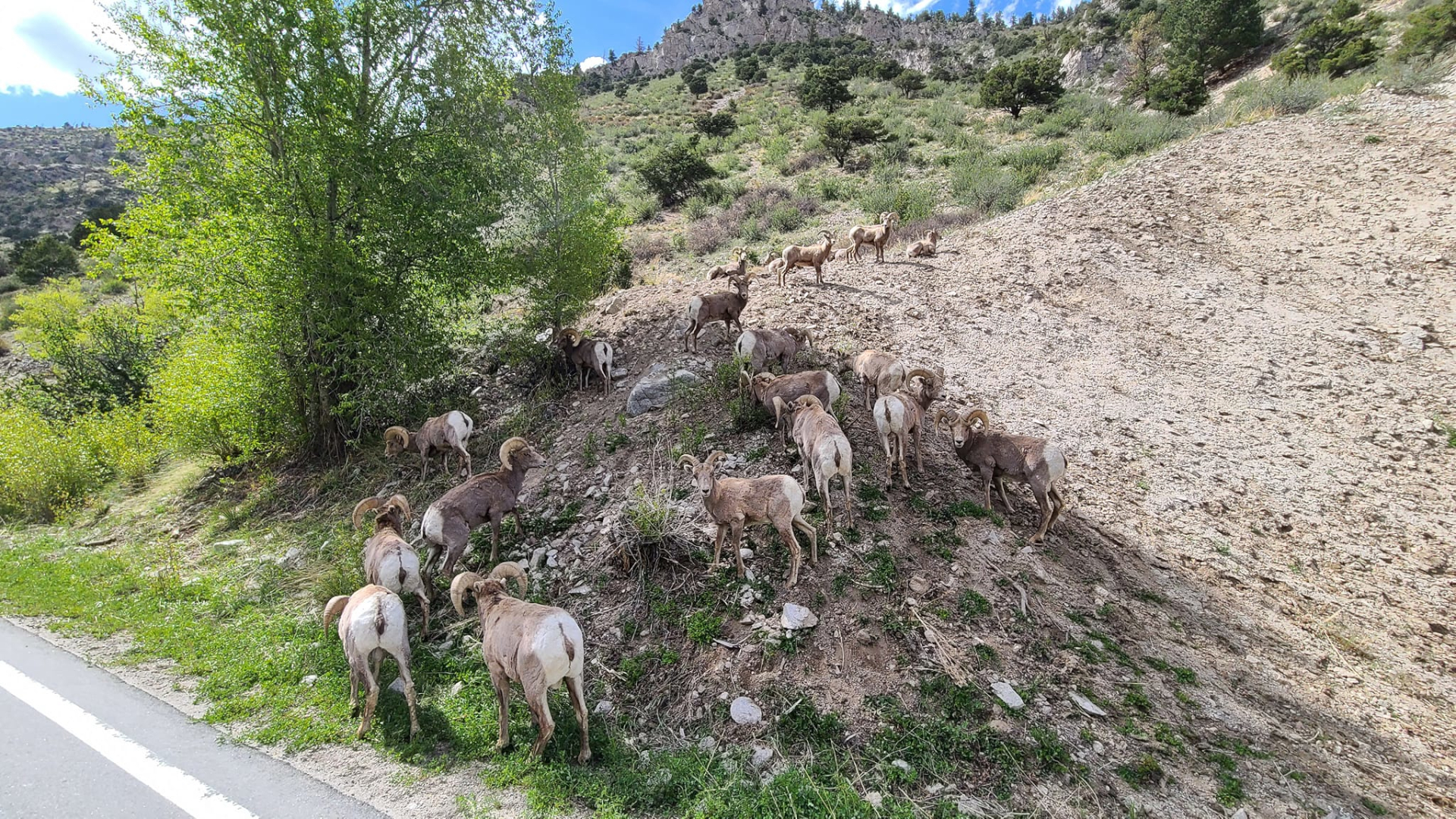 Cottonwood Pass Big Horn Sheep