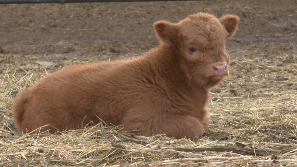 Sandy the calf