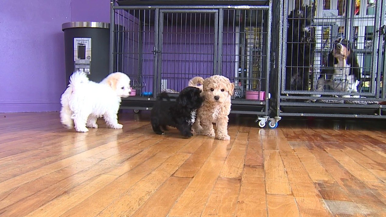 Lafayette considering ban on selling dogs and cats for profit