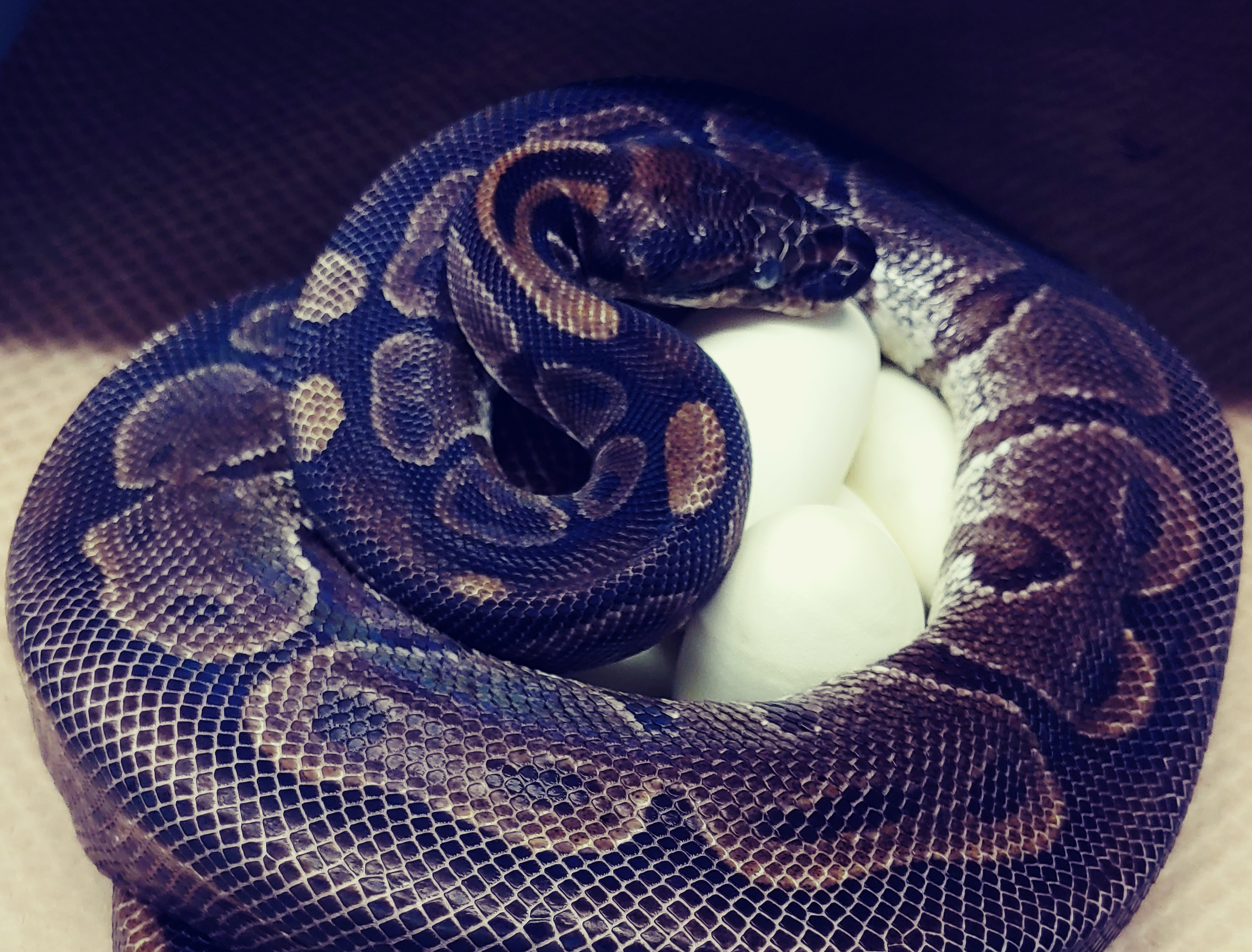 St. Louis Zoo says python laid 7 eggs without male help
