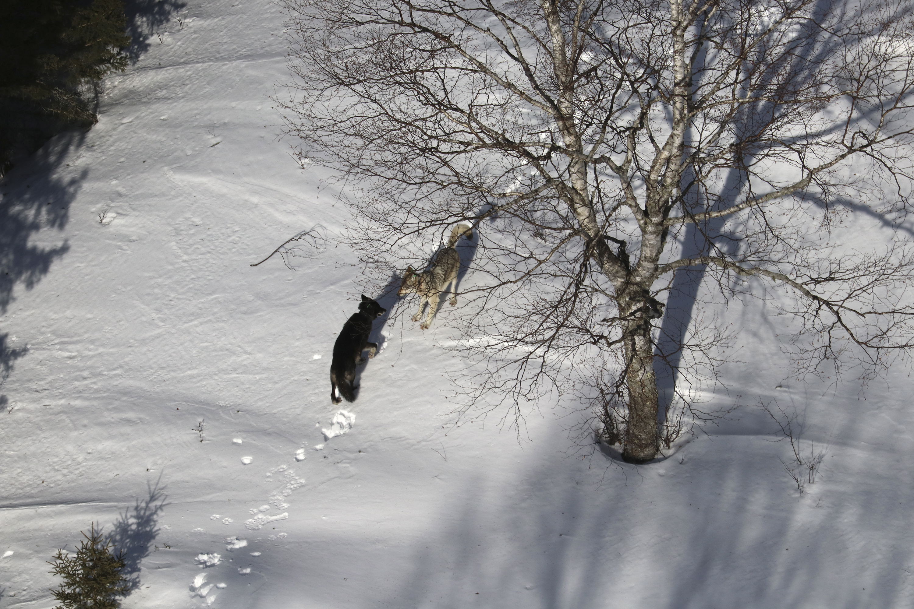 Relocated Isle Royale wolves form groups, reduce moose herd