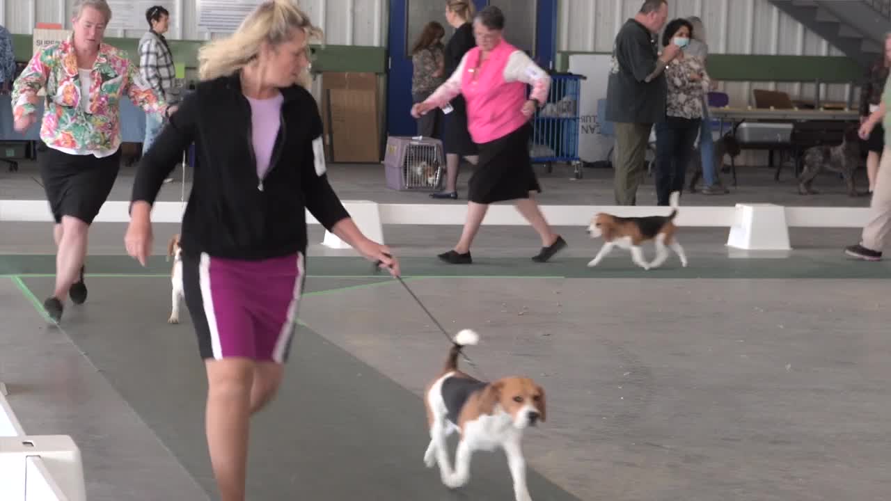 MSO Dog Show