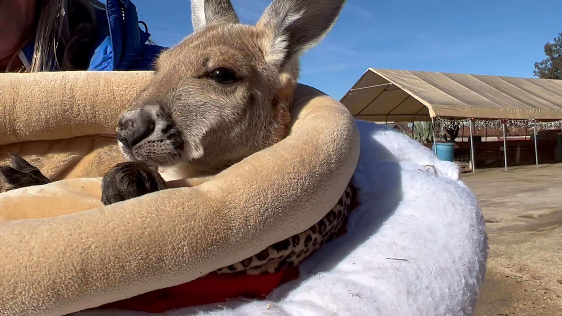 zoo to you kangaroo.jpg