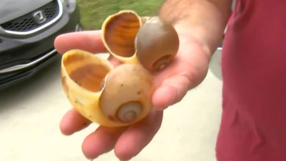 wptv-snail-invasion-.jpg