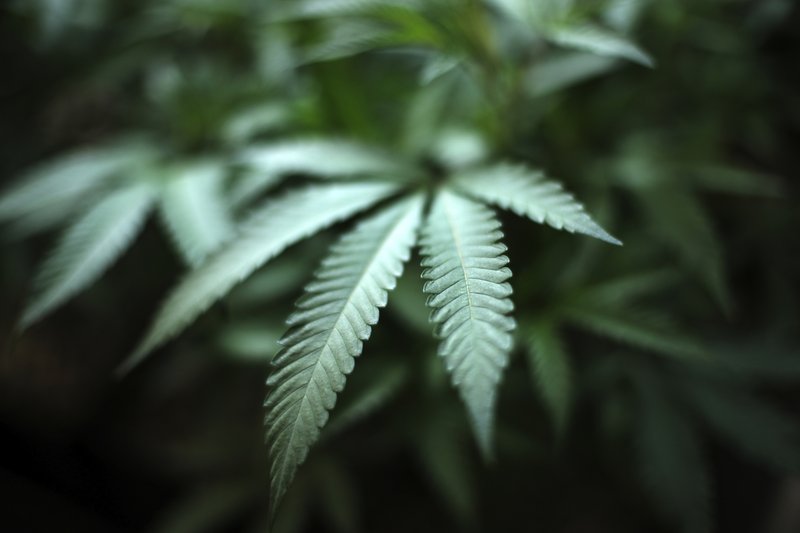 cannabis