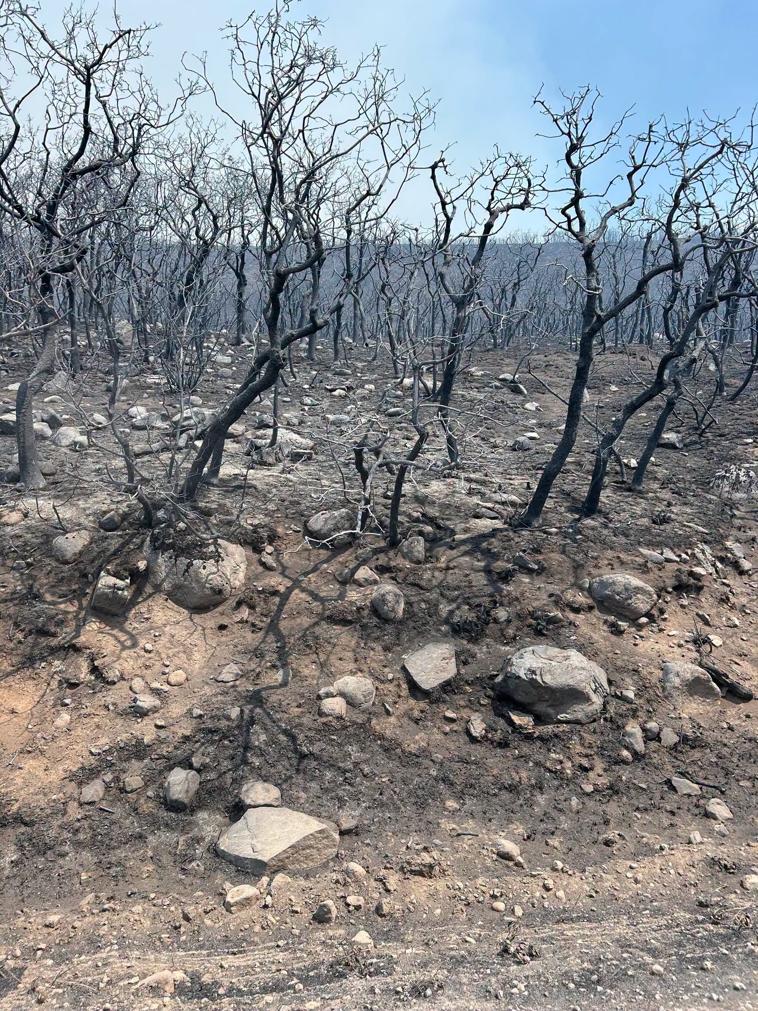 ferris fire.jpeg