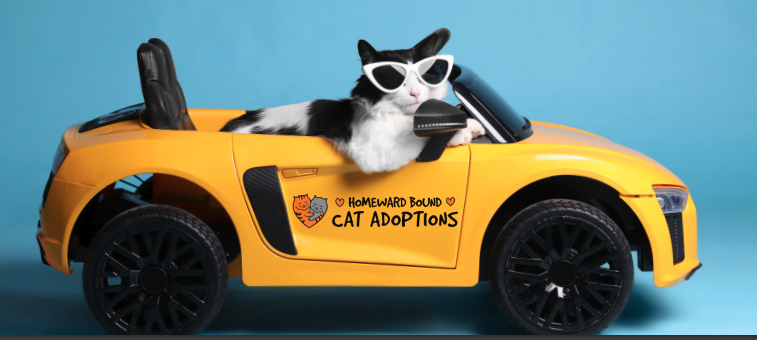 Homeward Bound Cat Adoptions