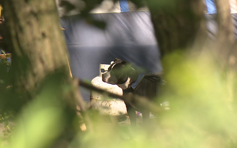 Dog at Kalamazoo Homeless Encampment