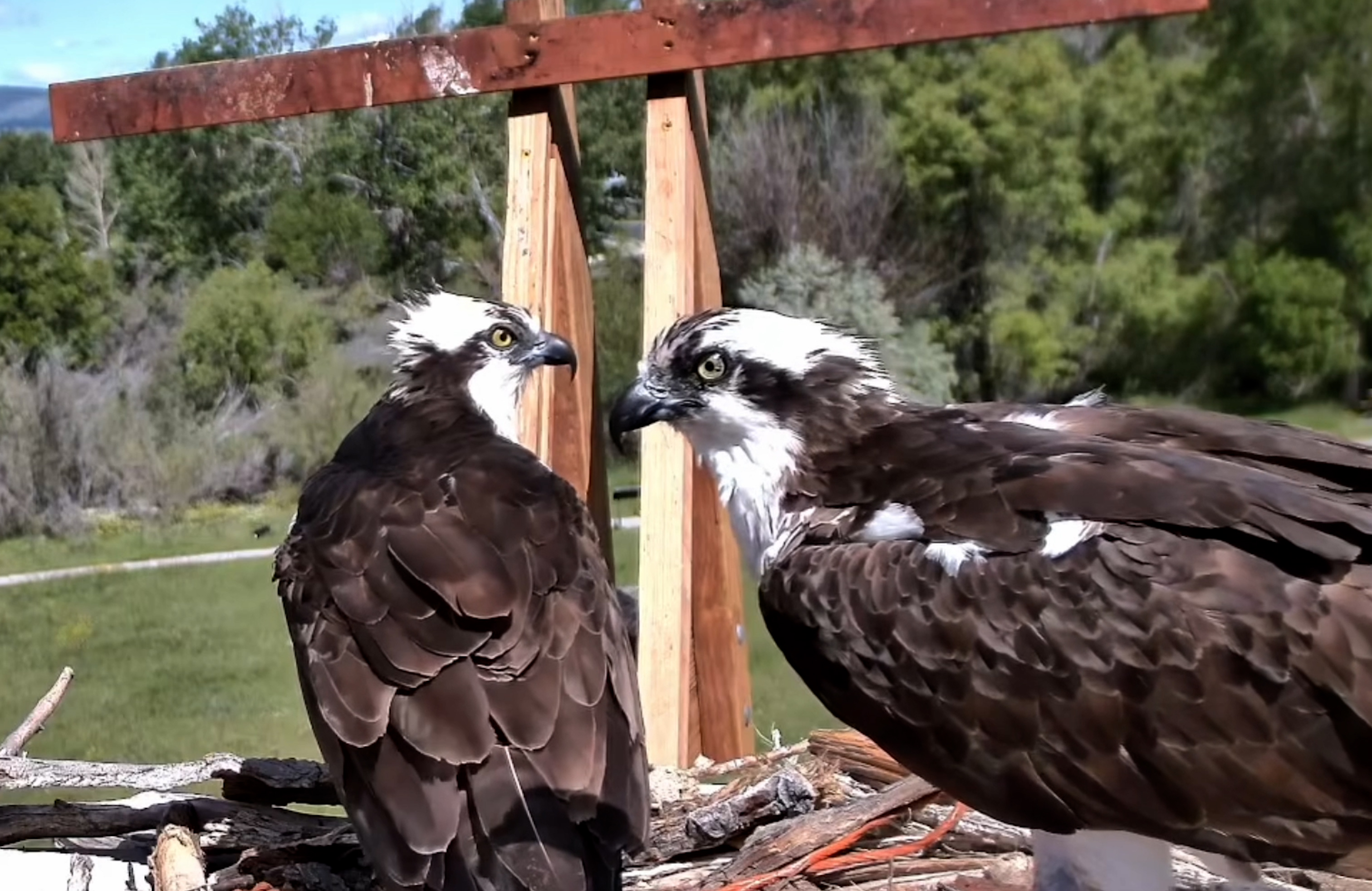 OSPREY.jpg