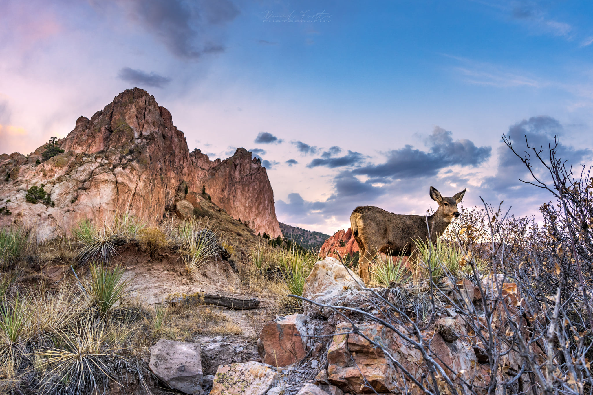 Garden of the Gods Deer.jpg