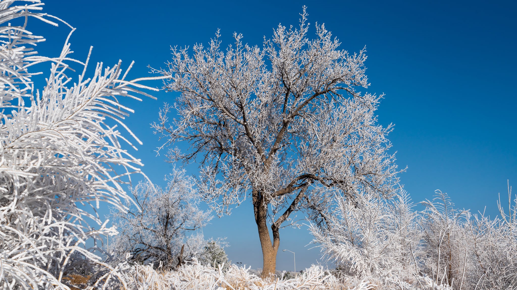 Daniel Forster Colorado Springs