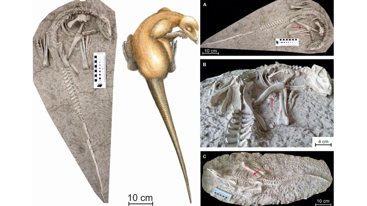 New dinosaur species found 'perfectly preserved' in China