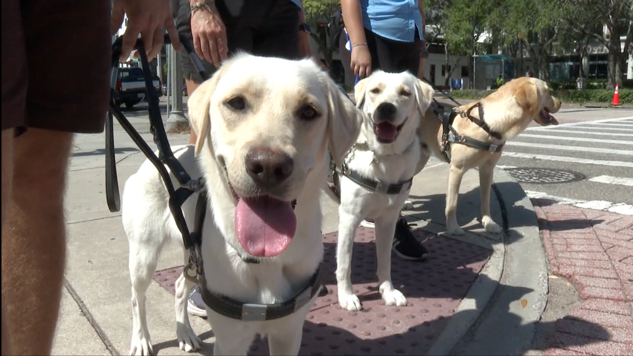 Southeastern Guide Dogs 2 WFTS SARAH.png