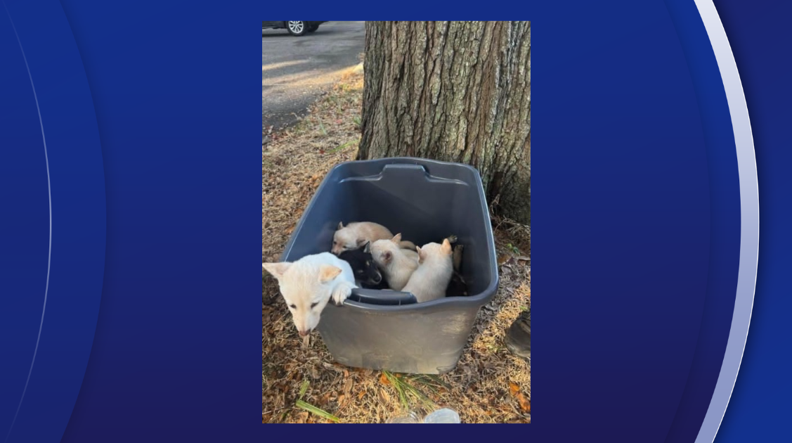 2 arrested in connection with abandonment of 12 dogs in a Largo park: LPD