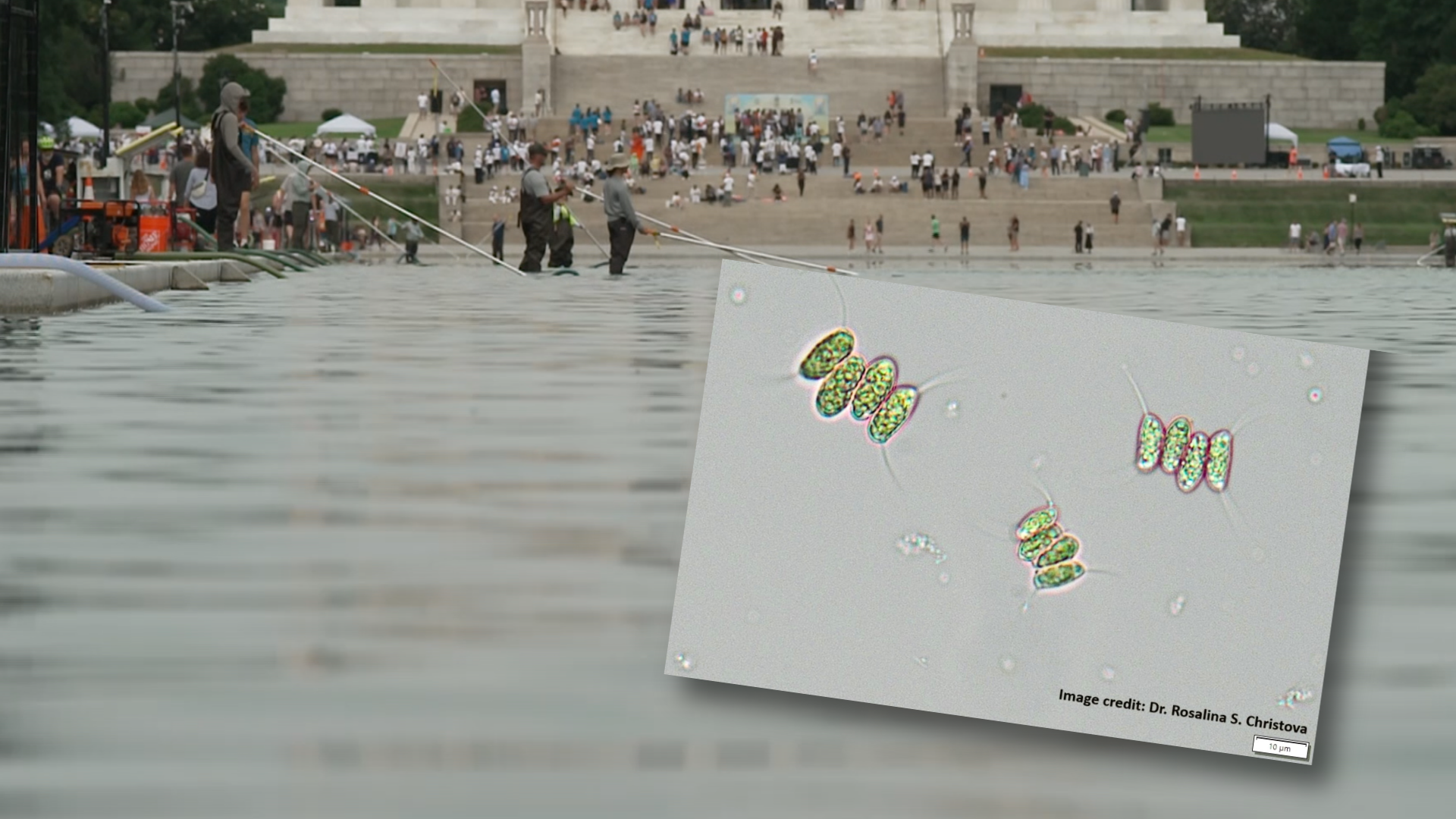 Lincoln Memorial Reflecting Pool algae