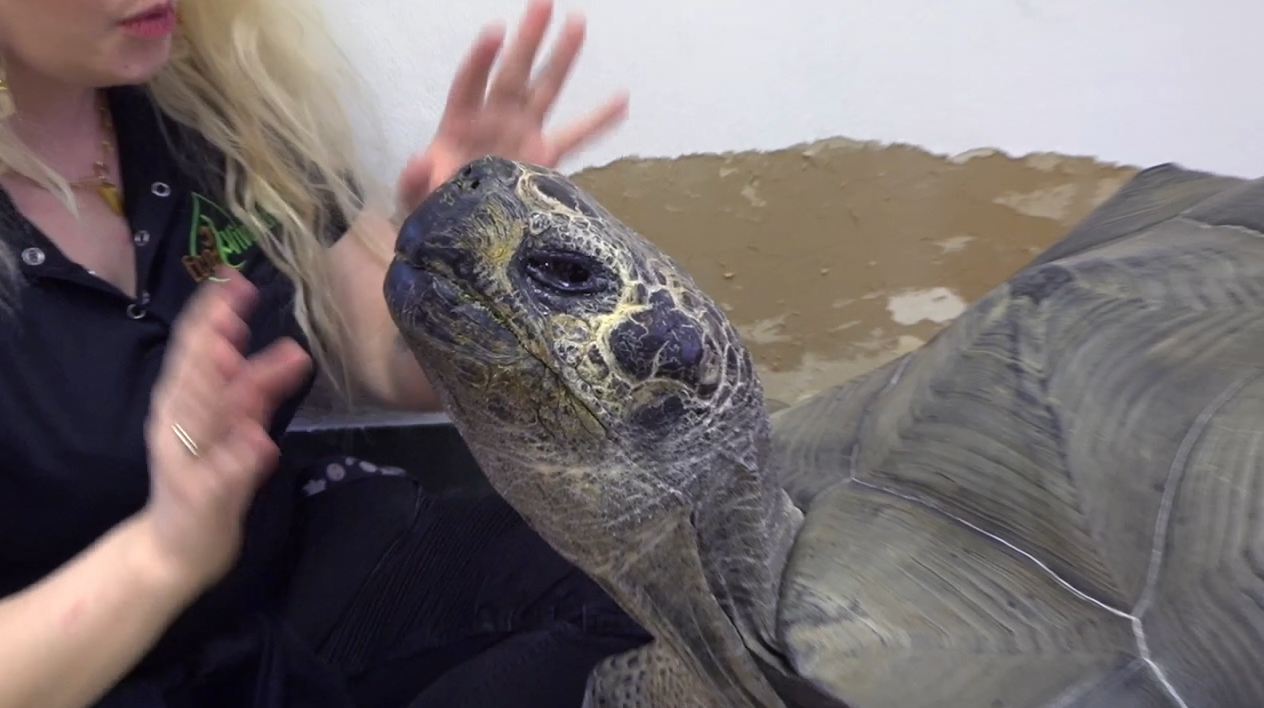 tortoise reptile sanctuary