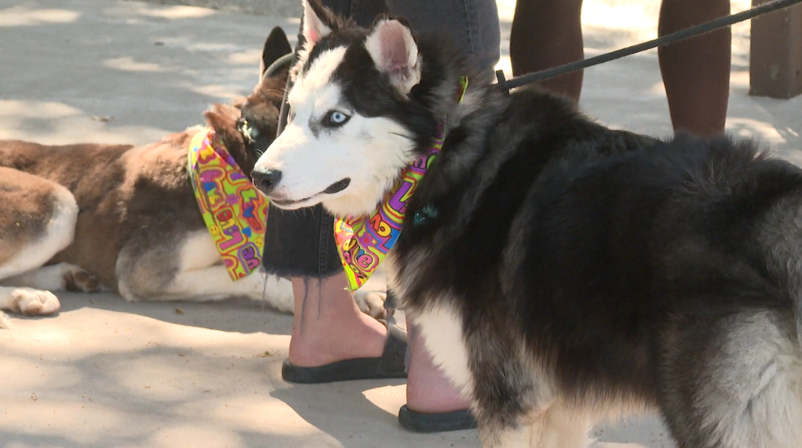 paso robles huskies.png