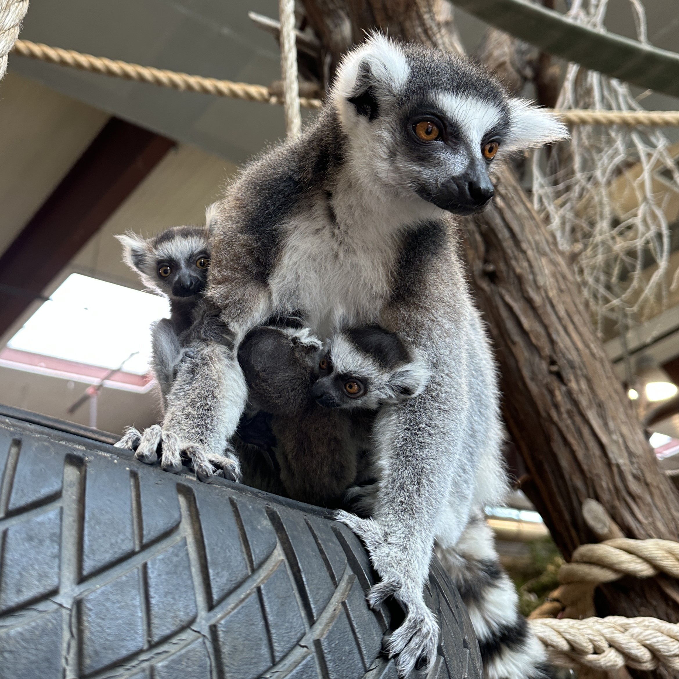 Lemur Pups