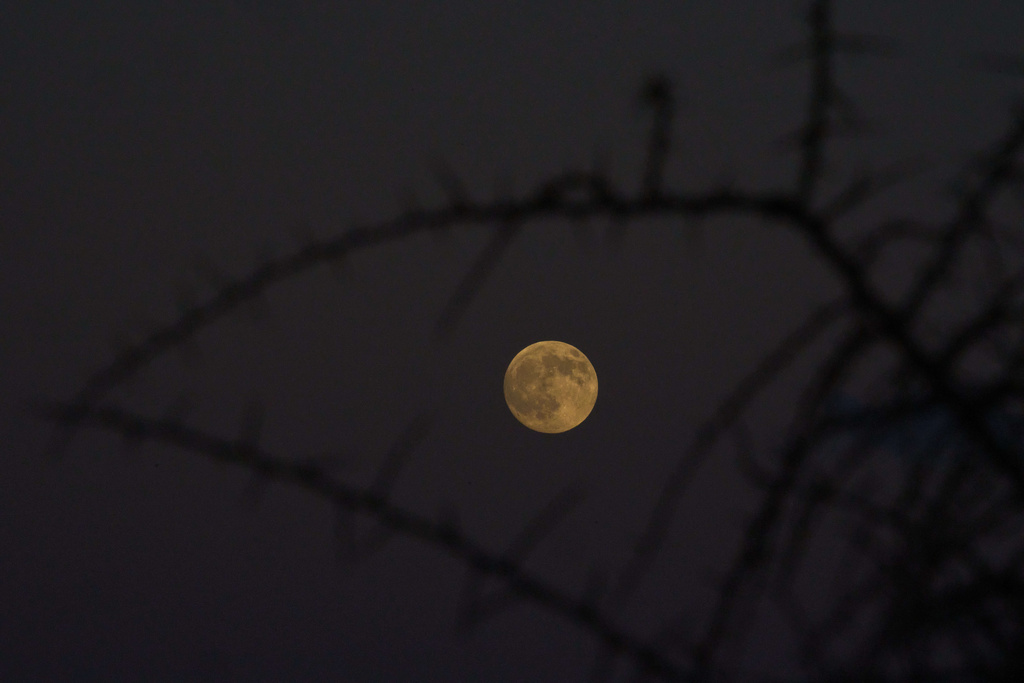 The moon