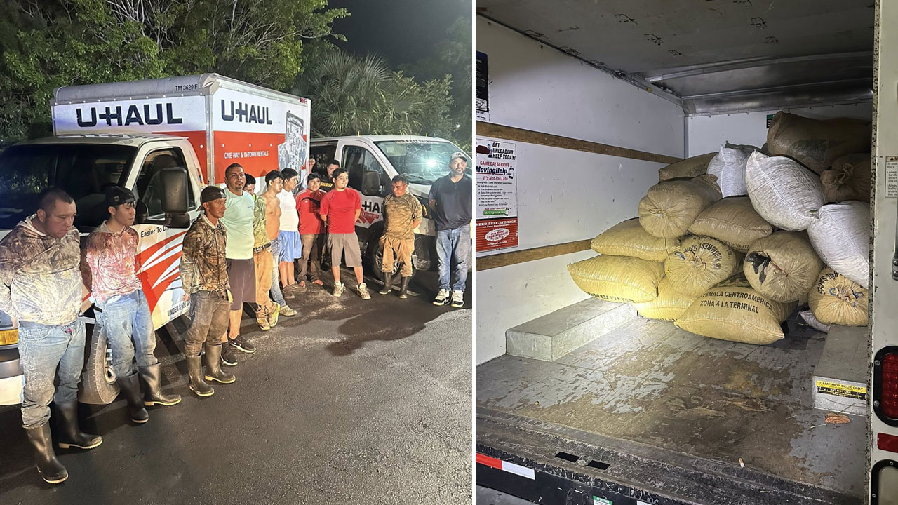 Eleven people are in custody after the Martin County Sheriff's Office said a "group of traveling thieves" was caught trying to cash in on thousands of pounds of illegally harvested saw palmetto berries.