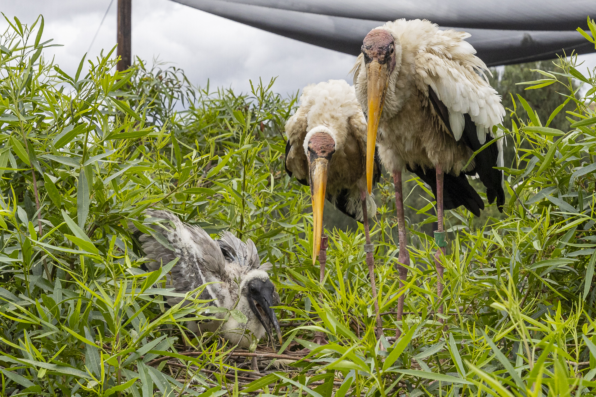 Endangered Milky Storks