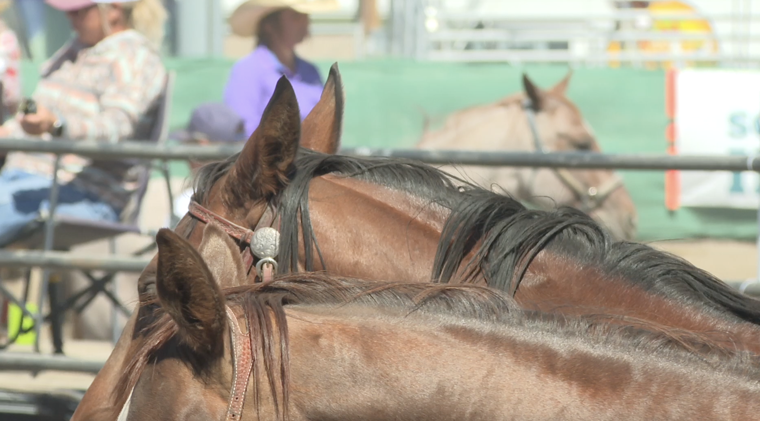 Skilled horses showcase cutting, reining and fence work at Magic Valley Cow Horse Futurity