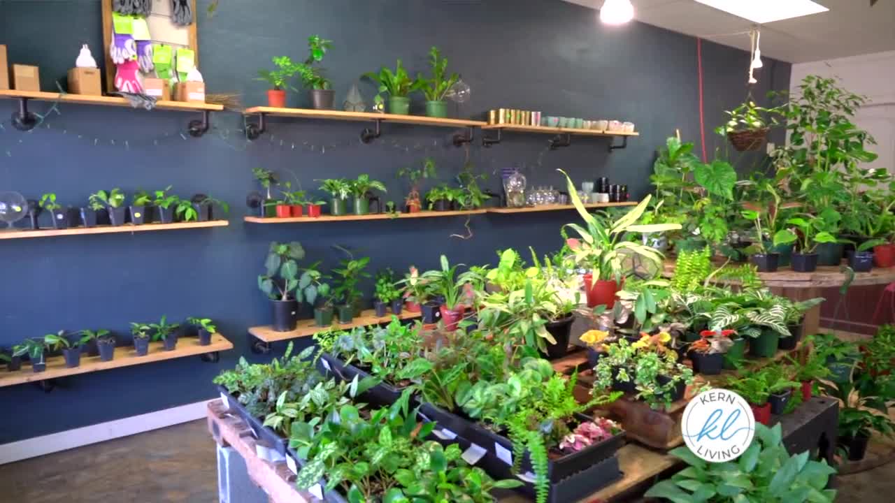 Kern Living, Sprigs Plant Company, Bakersfield