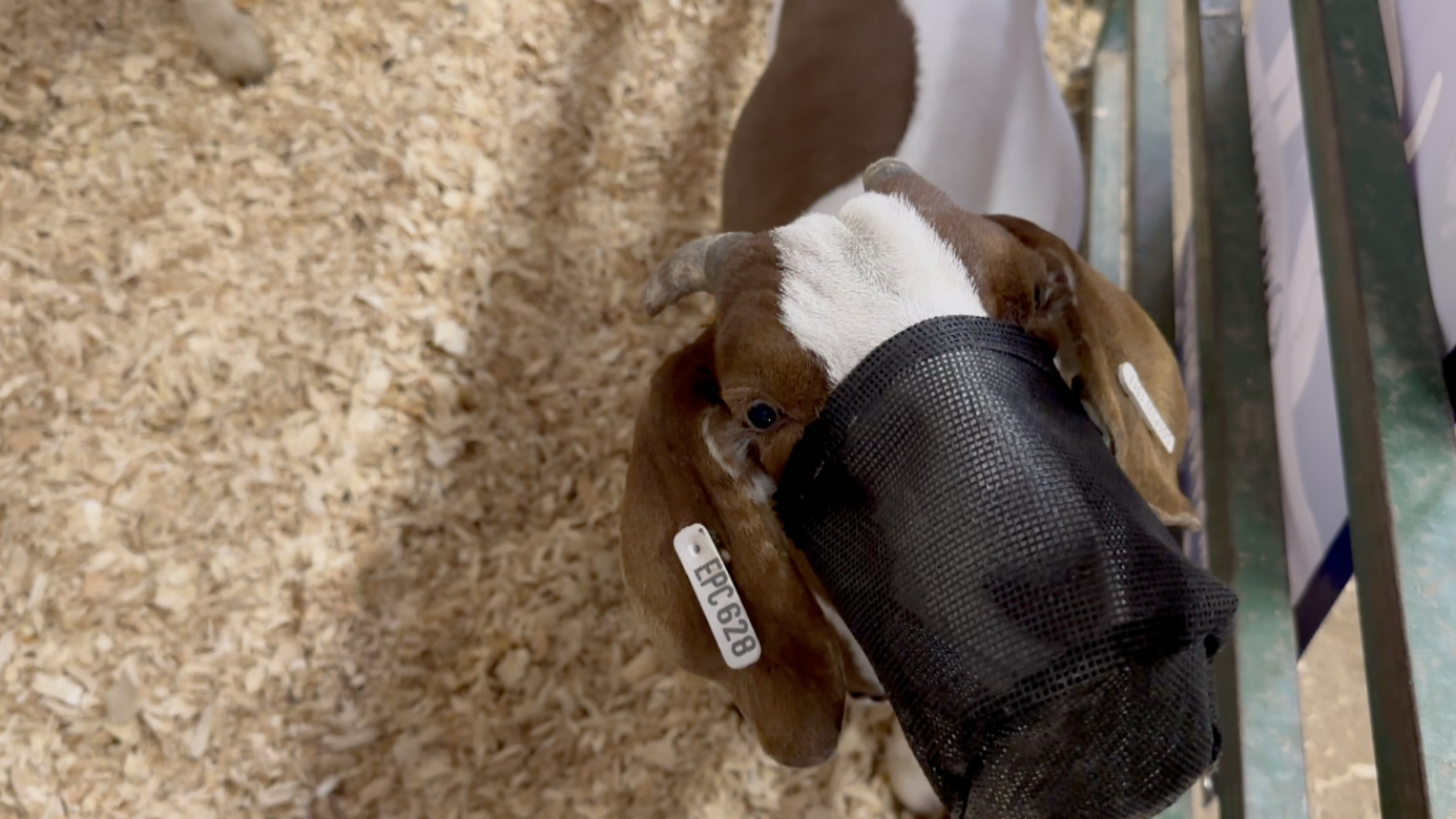 CALHAN GOATS
  