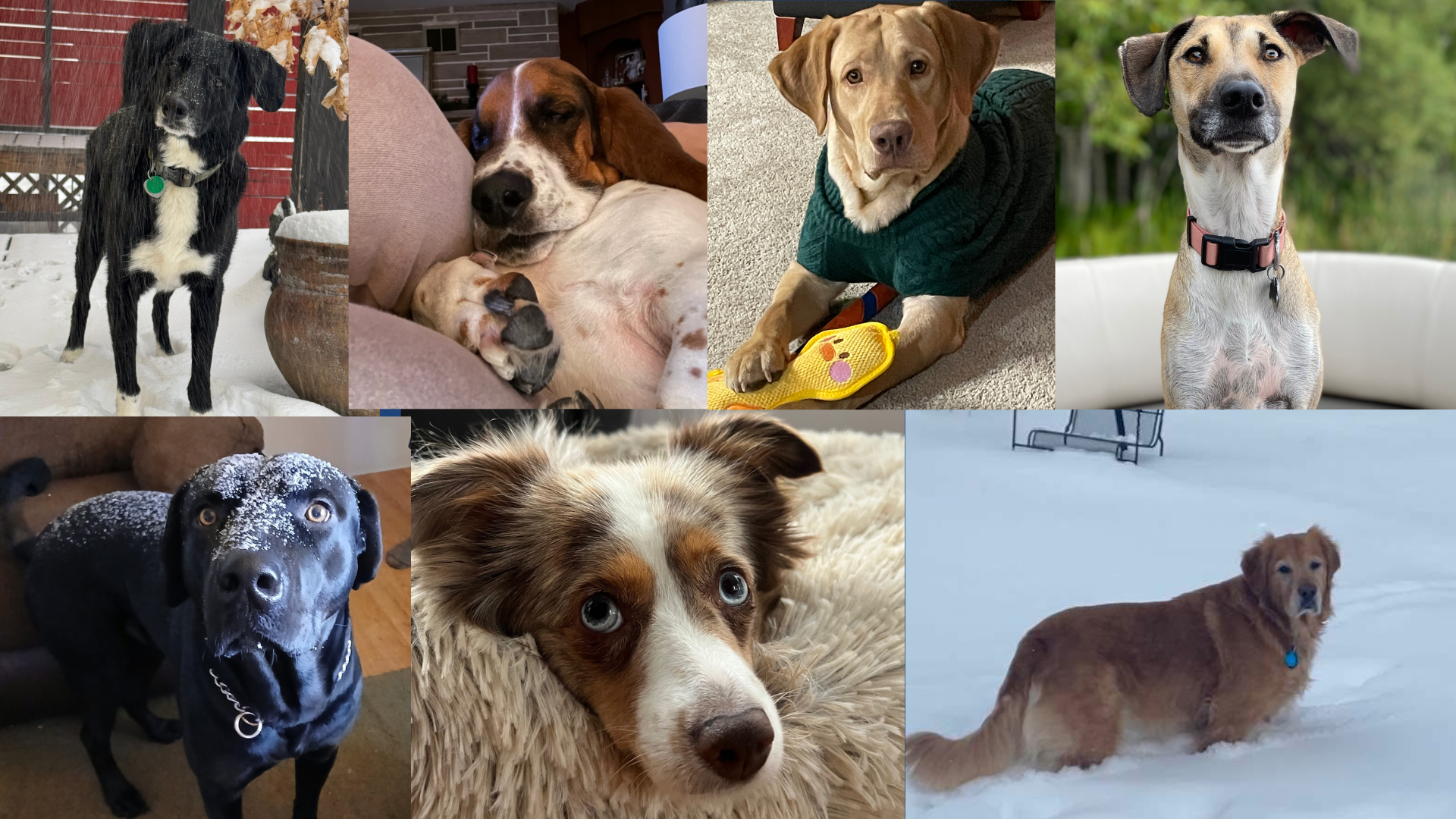 Dog walking forecast Feb. 23-March 1