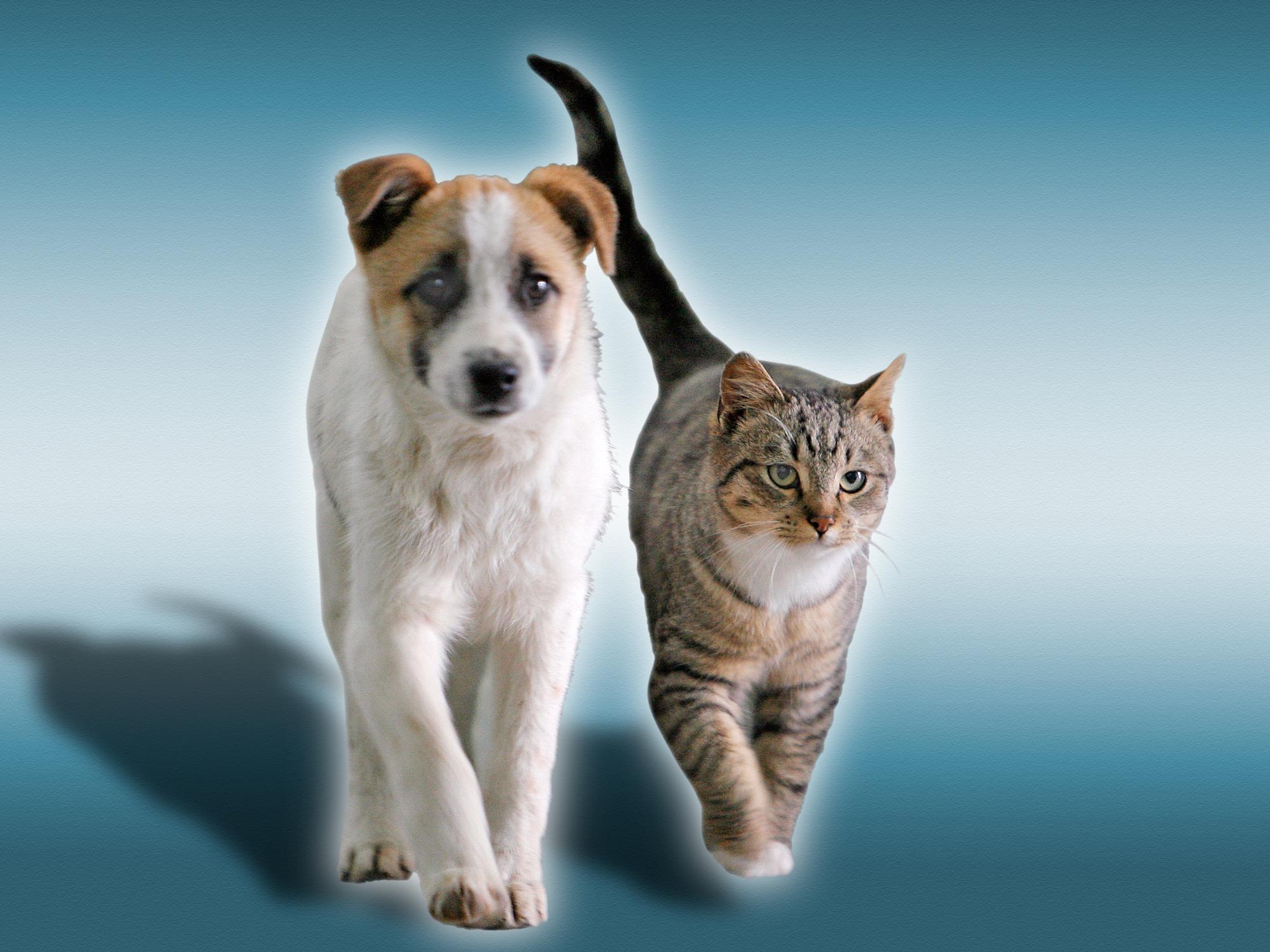 Dog and Cat