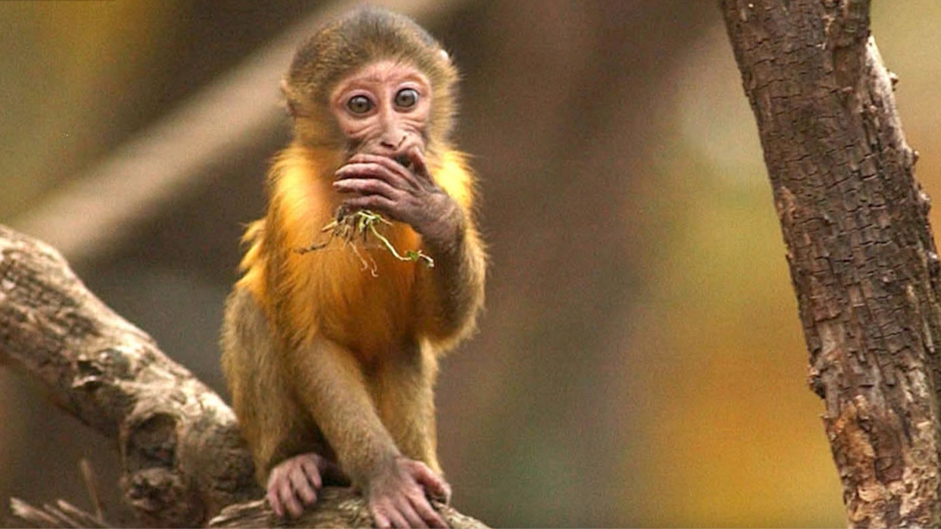 File photo shows a monkey sitting in a tree.
