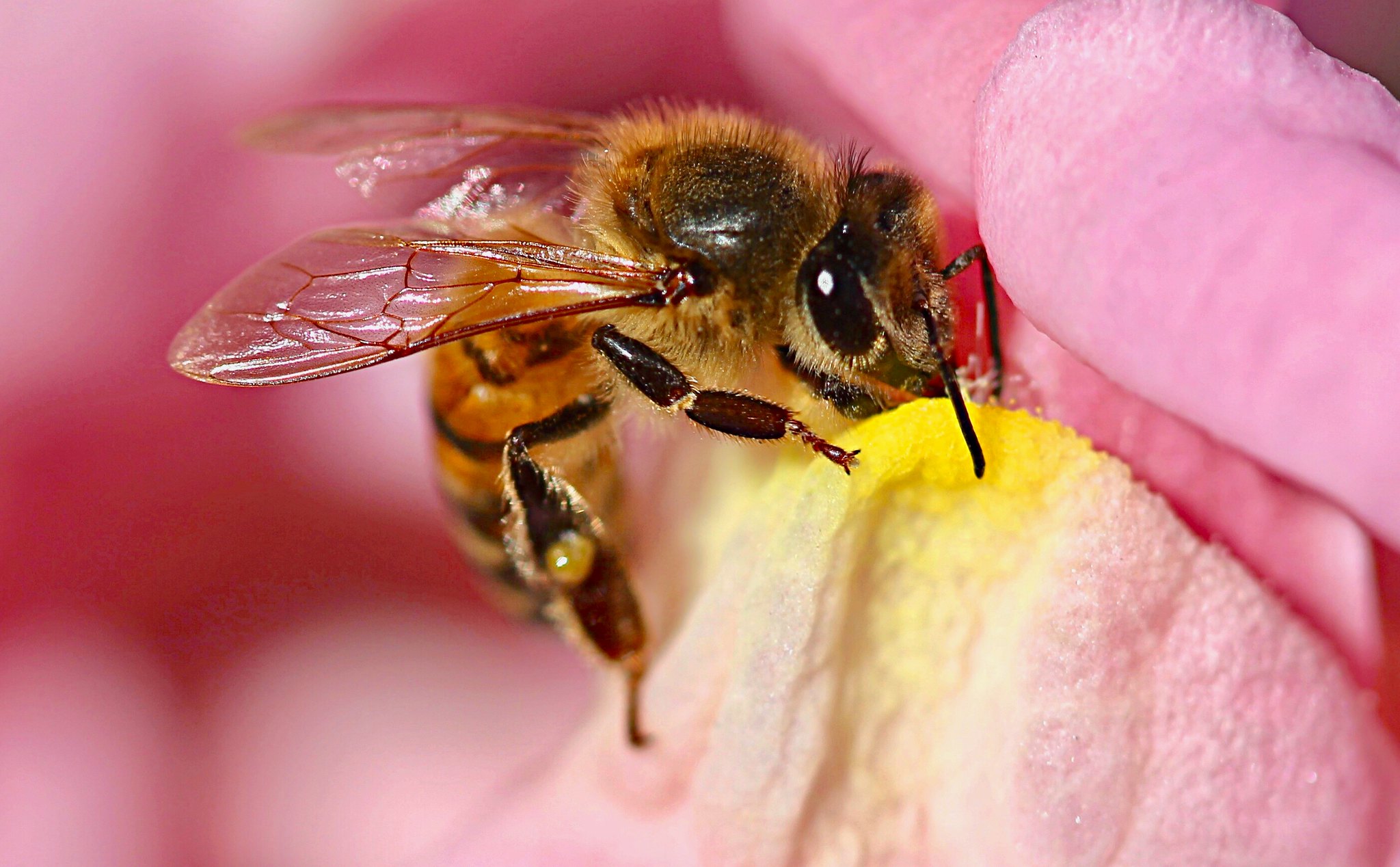 Honey bee