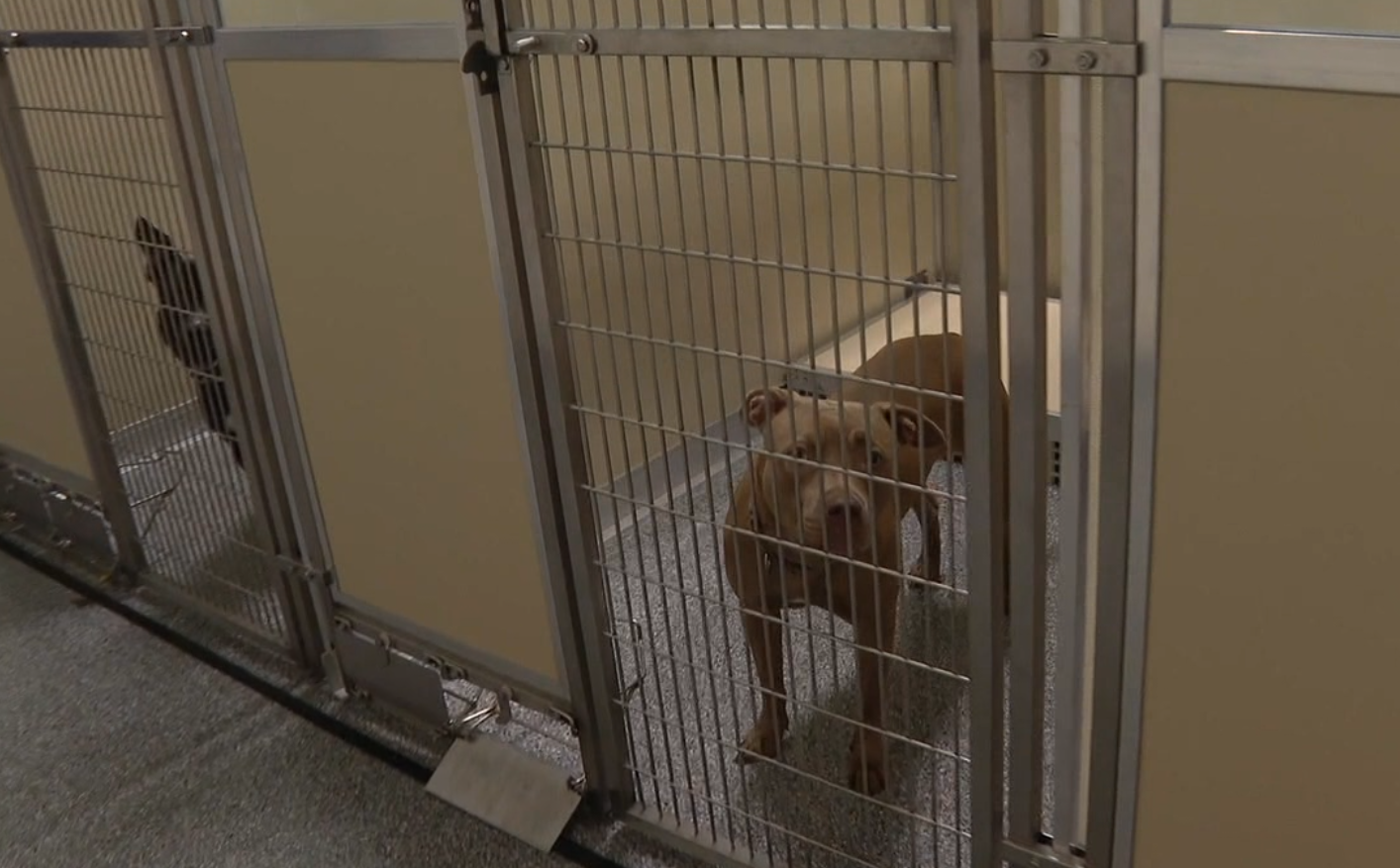 dog kennel cincinnati animal care