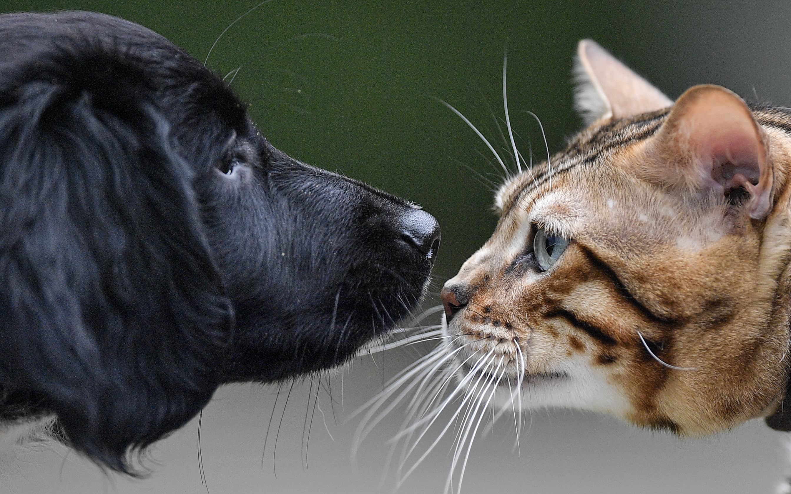 Germany Cat Dog Show