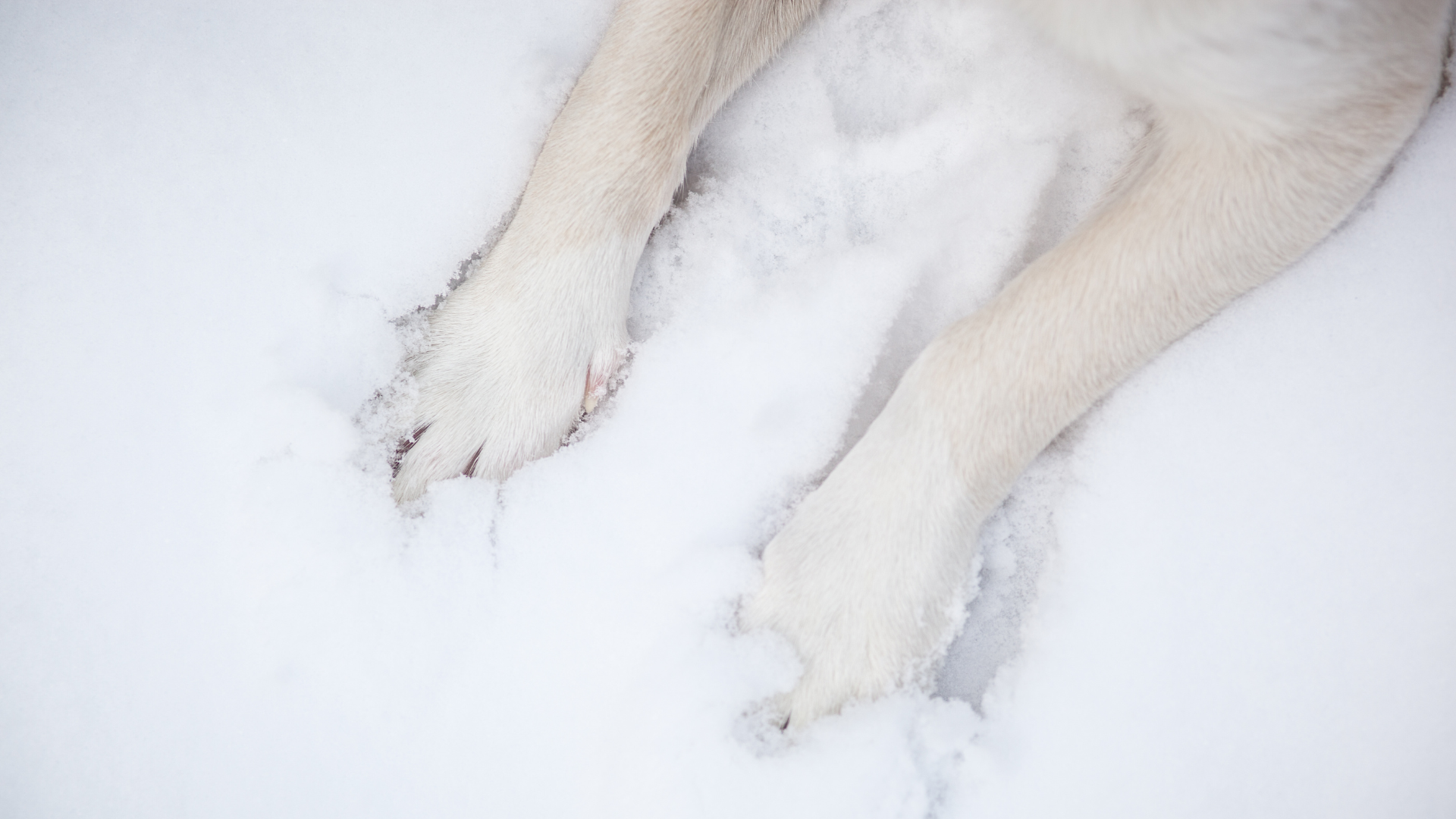 mugshot template  - 2026-01-20T124409.970.png